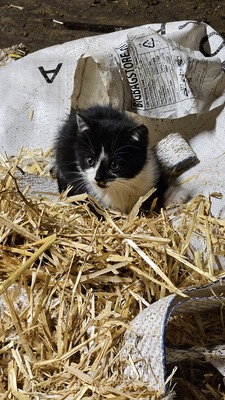 Bauernkatzen Jungtier - Kater