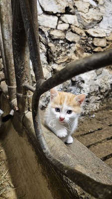 Bauernkatzen Jungtier - Kater