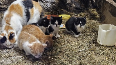 Bauernkatzen Jungtier - Kater