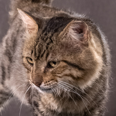 Becas - ein toller Kater, Mix - Kater