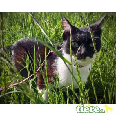 Becky, Mischling - Katze