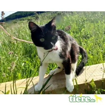 Becky, Mischling - Katze