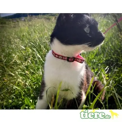 Becky, Mischling - Katze
