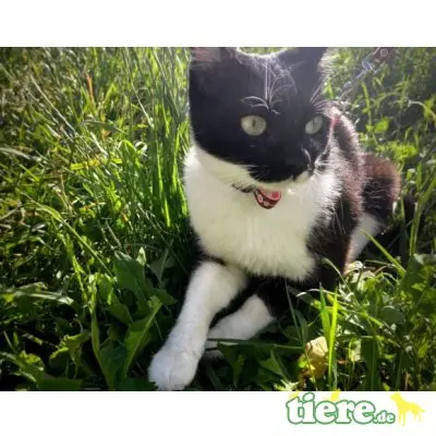 Becky, Mischling - Katze