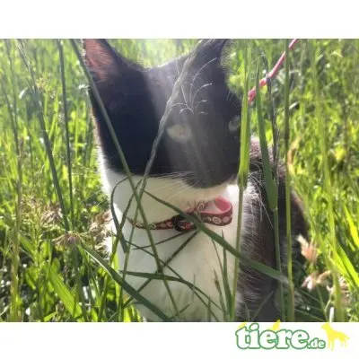 Becky, Mischling - Katze