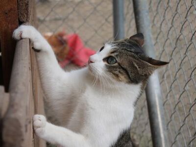 Bee, Europäisch Kurzhaar - Katze