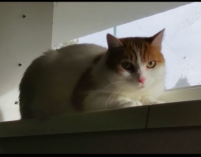 Bella, Haus Katze - Katze