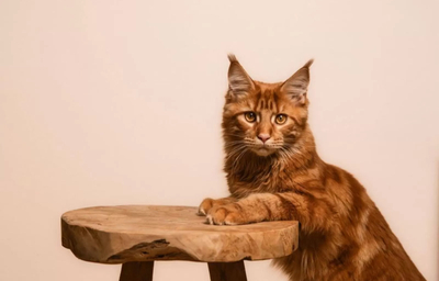 Bella, Main Coon Jungtier - Katze