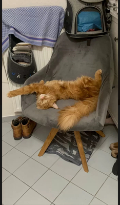 Bella, Main Coon Jungtier - Katze