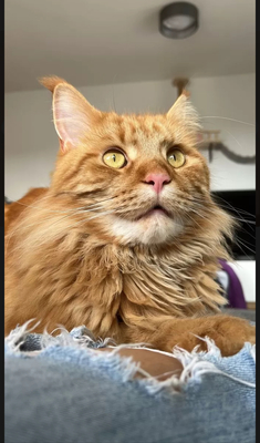 Bella, Main Coon Jungtier - Katze