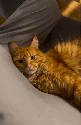 Bella, Main Coon Jungtier - Katze