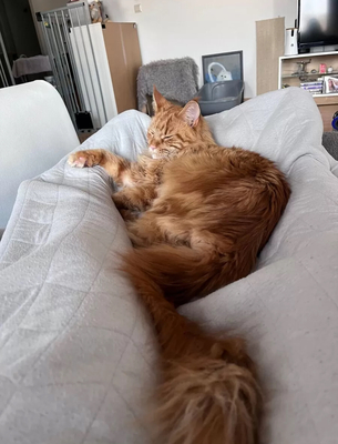 Bella, Main Coon Jungtier - Katze