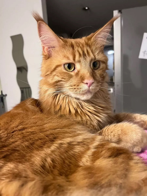 Bella, Main Coon Jungtier - Katze