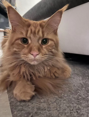 Bella, Main Coon Jungtier - Katze