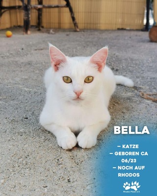 Bella, Mischling - Katze 1