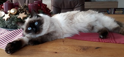 Bella, Ragdoll - Katze