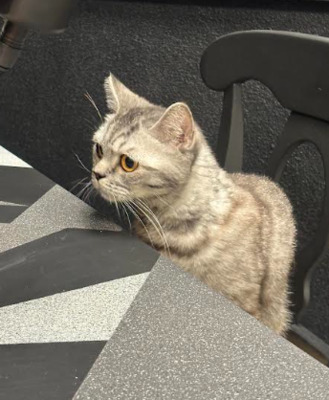 Bella, britisch Kurzhaar - Katze