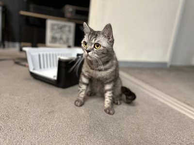 Bella, britisch Kurzhaar - Katze