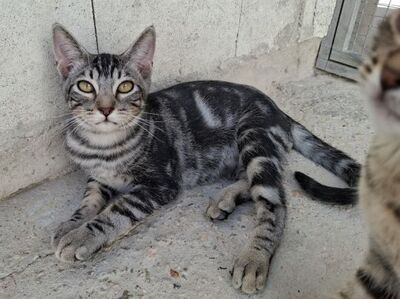 Ben, Europäisch Kurzhaar - Kater