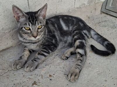 Ben, Europäisch Kurzhaar - Kater