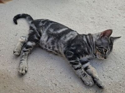 Ben, Europäisch Kurzhaar - Kater