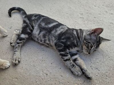 Ben, Europäisch Kurzhaar - Kater