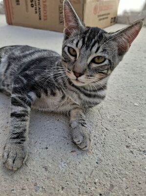 Ben, Europäisch Kurzhaar - Kater