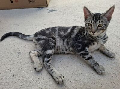 Ben, Europäisch Kurzhaar - Kater