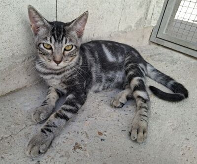 Ben, Europäisch Kurzhaar - Kater