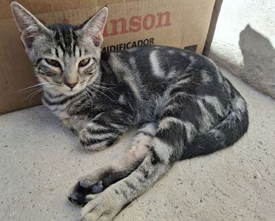 Ben, Europäisch Kurzhaar - Kater