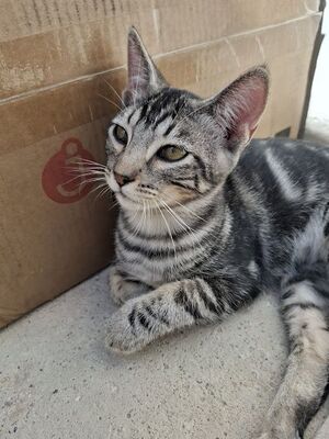 Ben, Europäisch Kurzhaar - Kater