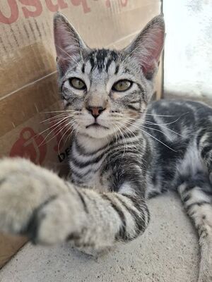 Ben, Europäisch Kurzhaar - Kater