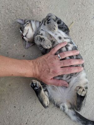 Ben, Europäisch Kurzhaar - Kater