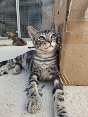 Ben, Europäisch Kurzhaar - Kater