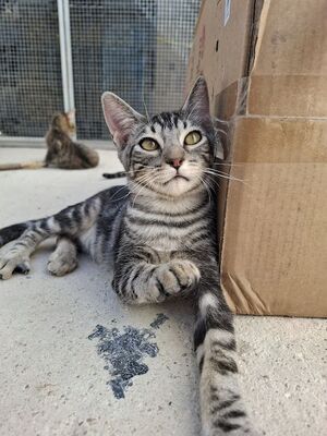 Ben, Europäisch Kurzhaar - Kater