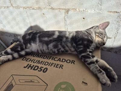 Ben, Europäisch Kurzhaar - Kater