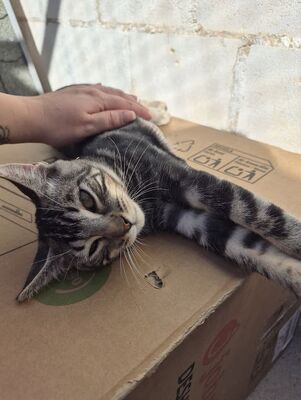 Ben, Europäisch Kurzhaar - Kater