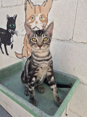 Ben, Europäisch Kurzhaar - Kater