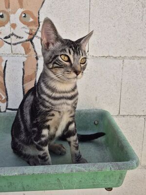 Ben, Europäisch Kurzhaar - Kater