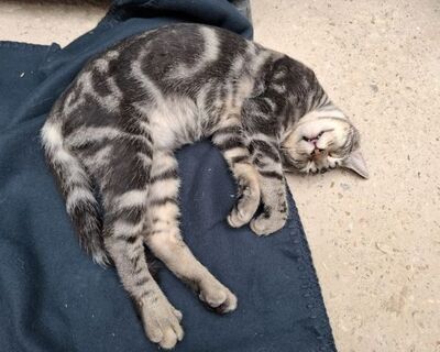 Ben, Europäisch Kurzhaar - Kater