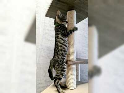 Bengal Charcoal Kitten mit Stammbaum, Bengalkatze - Katze