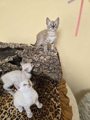 Bengal Jungtier - Kater