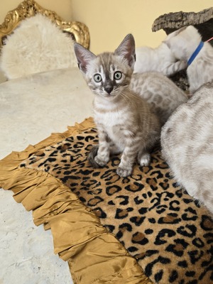 Bengal Jungtier - Kater