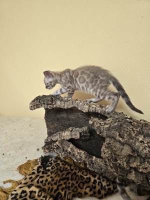 Bengal Jungtier - Kater