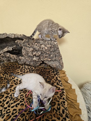 Bengal Jungtier - Kater