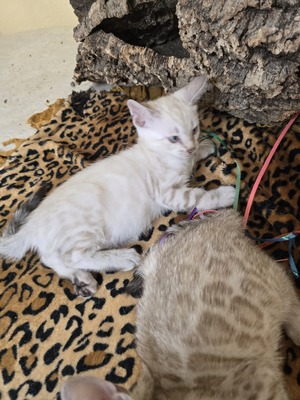 Bengal Jungtier - Kater