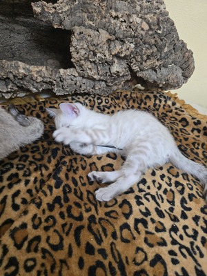 Bengal Jungtier - Kater
