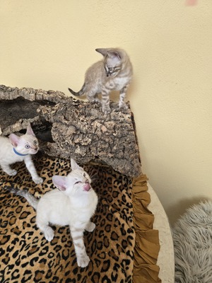 Bengal Jungtier - Kater