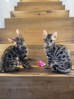 Bengal Jungtier - Katze