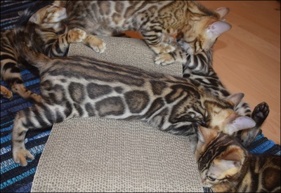 Bengal Jungtier - Katze